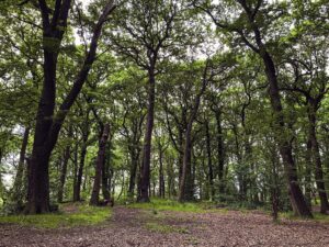 Endcliffe Park