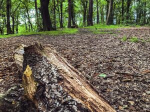 Endcliffe Park