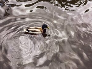 Endcliffe Park