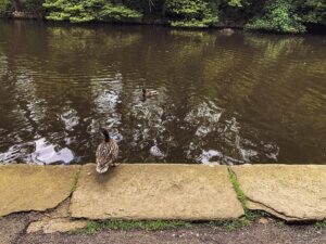 Endcliffe Park