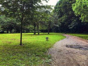 Endcliffe Park