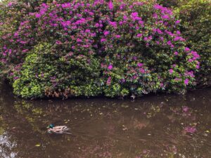 Endcliffe Park