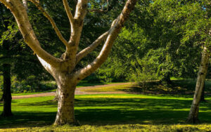 Sheffield Botanical Gardens