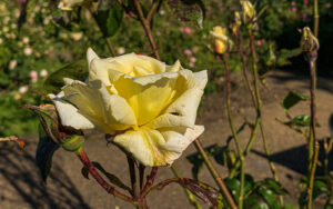 Sheffield Botanical Gardens