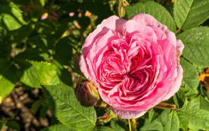 Sheffield Botanical Gardens