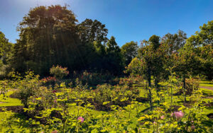 Sheffield Botanical Gardens