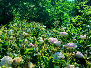 Sheffield Botanical Gardens