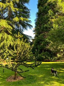 Sheffield Botanical Gardens