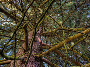 Sheffield Botanical Gardens
