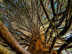 Sheffield Botanical Gardens
