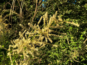 Sheffield Botanical Gardens