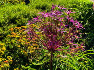 Sheffield Botanical Gardens